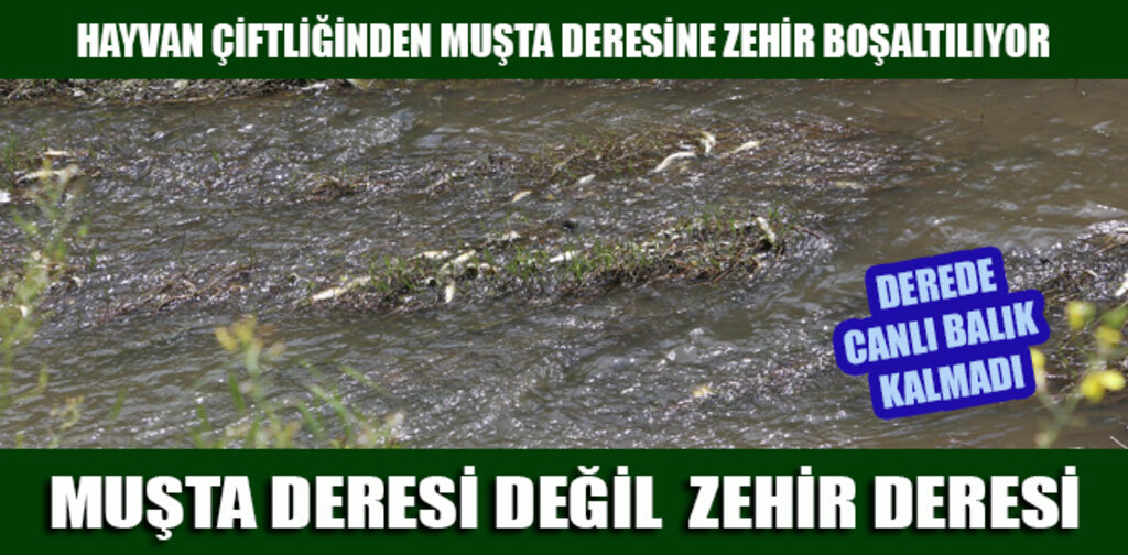 MUŞTA DERESİ DEĞİL ZEHİR DERESİ