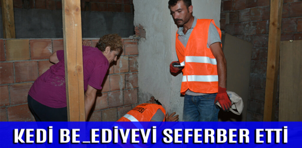KEDİ BELEDİYEYİ SEFERBER ETTİ