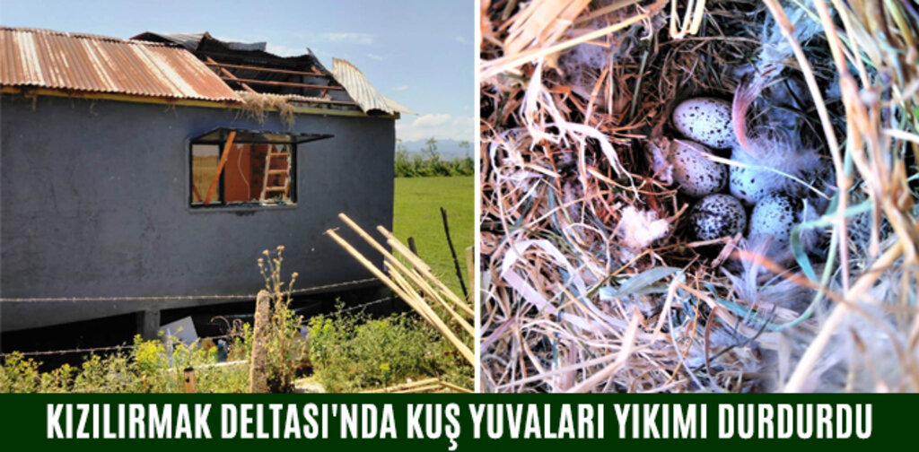KIZILIRMAK DELTASI'NDA KUŞ YUVALARI YIKIMI DURDURDU