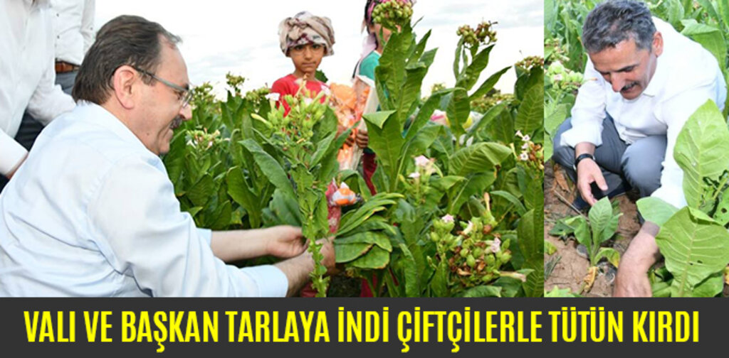 VALI VE BAŞKAN TARLAYA İNDİ ÇİFTÇİLERLE TÜTÜN KIRDI