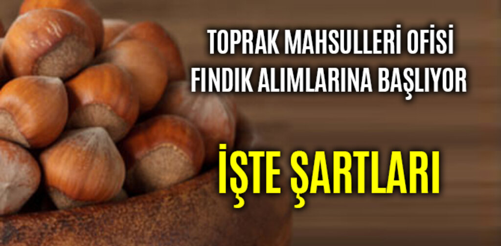 TMO FINDIK ALIMLARINA BAŞLIYOR İŞTE ŞARTLARI