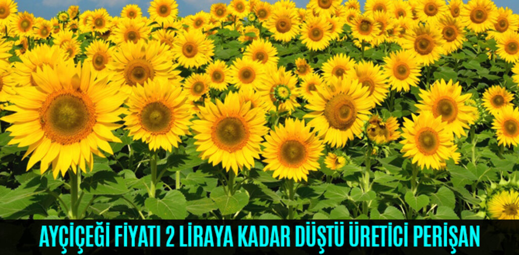 AYÇİÇEĞİ FİYATI 2 LİRAYA KADAR DÜŞTÜ ÜRETİCİ PERİŞAN