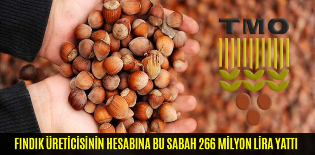 TMO FINDIK ÜRETİCİSİNİN HESABINA BU SABAH 266 MİLYON LİRA YATIRDI