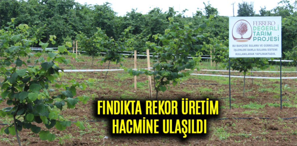 FINDIKTA REKOR ÜRETİM HACMİNE ULAŞILDI