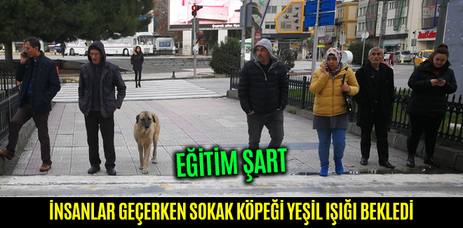 EĞİTİM ŞART İNSANLAR GEÇERKEN SOKAK KÖPEĞİ YEŞİL IŞIĞI BEKLEDİ
