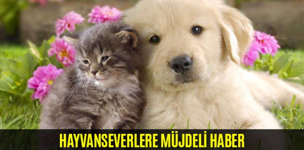 HAYVANSEVERLERE MÜJDELİ HABER