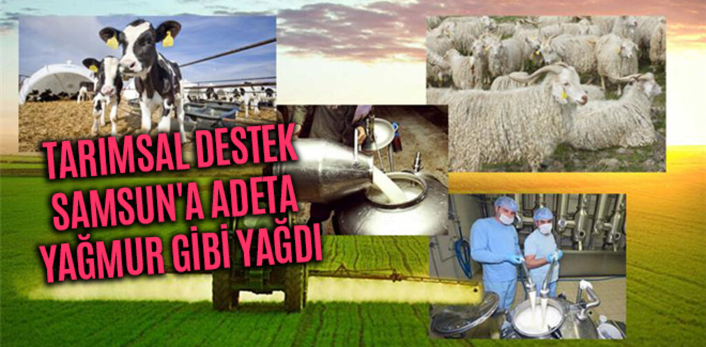 TARIMSAL DESTEK SAMSUN'A ADETA YAĞMUR GİBİ YAĞDI