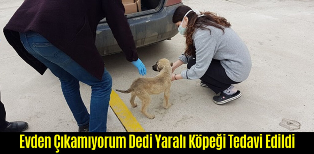 Evden Çıkamıyorum Dedi Yaralı Köpeği Tedavi Edildi