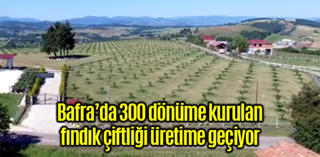 Bafra’da 300 dönüme kurulan fındık çiftliği üretime geçiyor