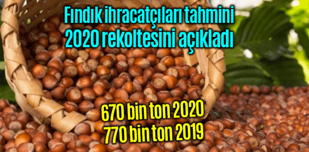 Fındık ihracatçıları 2020 rekoltesini açıkladı