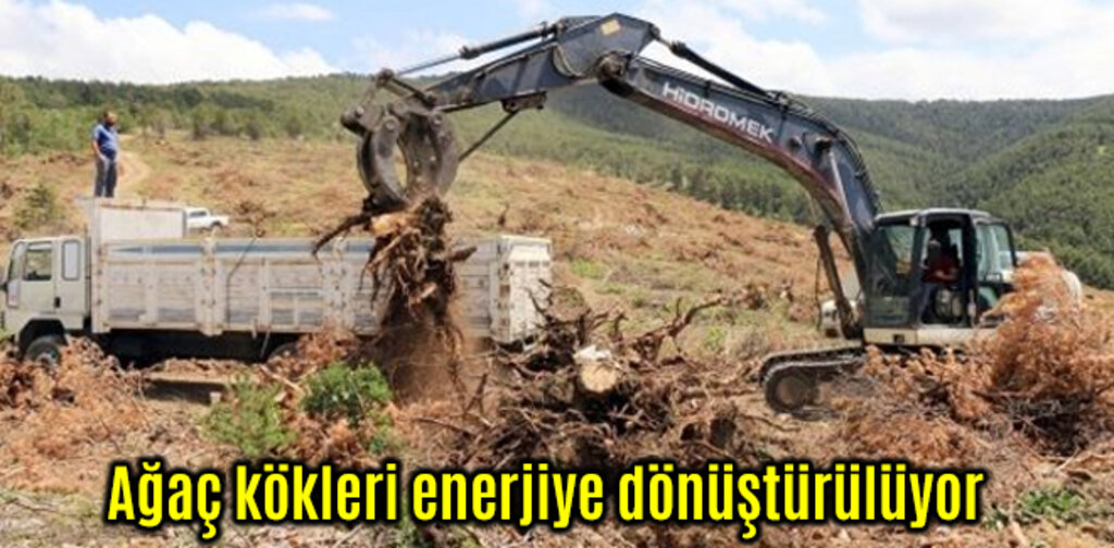 Ağaç kökleri enerjiye dönüştürülüyor