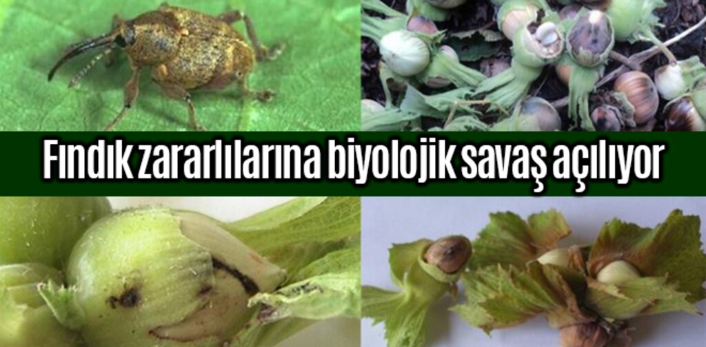 Fındık zararlılarına biyolojik savaş açılıyor