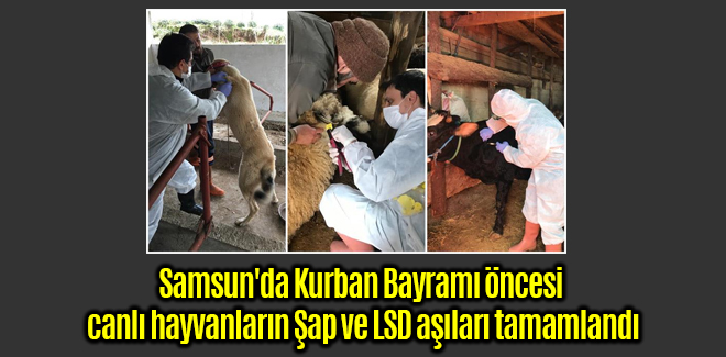 Samsun'da canlı hayvanların Şap ve LSD aşıları tamamlandı