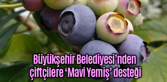 Samsunlu çiftçilere ‘Mavi Yemiş’ desteği