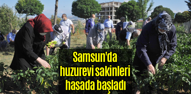 Samsun'da huzurevi sakinleri hasada başladı