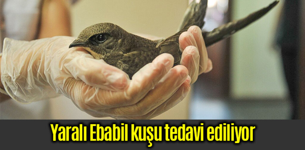 Yaralı Ebabil kuşu tedavi ediliyor
