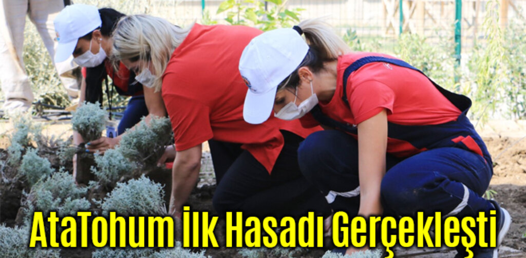 AtaTohum İlk Hasadı Gerçekleşti