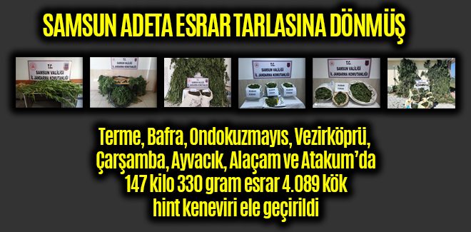 SAMSUN ADETA ESRAR TARLASINA DÖNMÜŞ