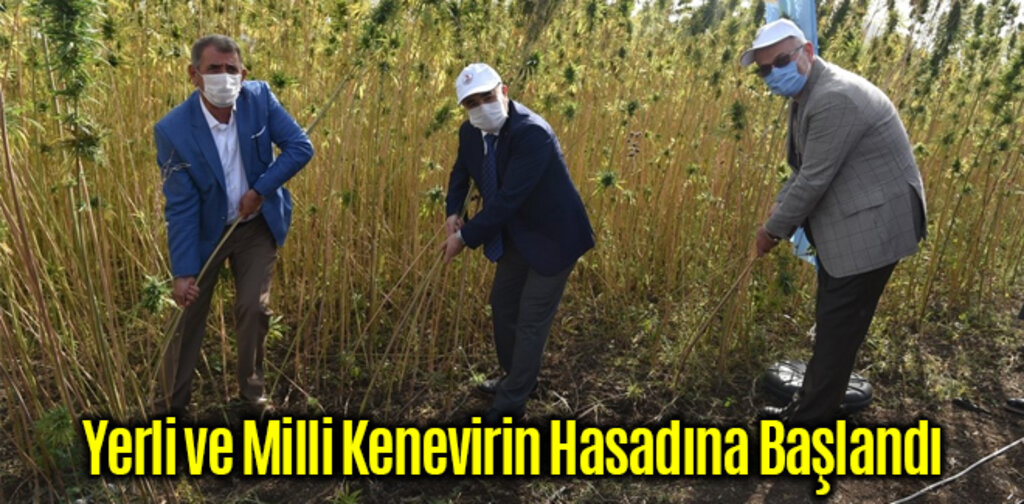 Yerli ve Milli Kenevirin Hasadına Başlandı