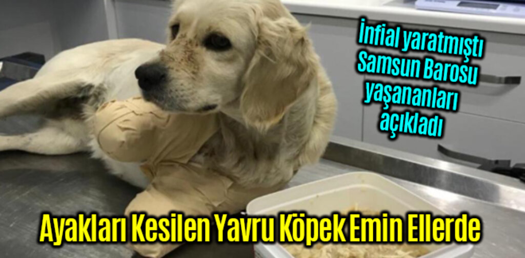 Ayakları Kesilen Yavru Köpek Emin Ellerde