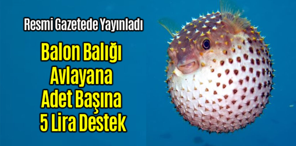 Balon Balığı Avlayana Adet Başına 5 Lira Destek