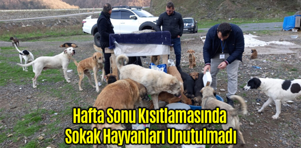 Hafta Sonu Kısıtlamasında Sokak Hayvanları Unutulmadı