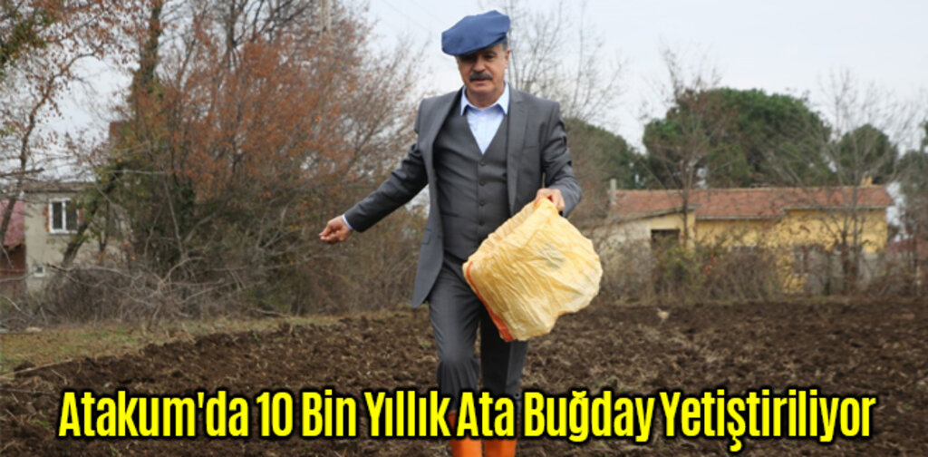 Atakum'da 10 Bin Yıllık Ata Buğday Yetiştiriliyor