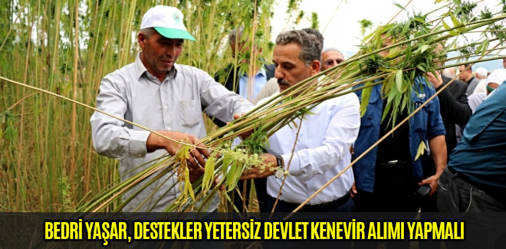 BEDRİ YAŞAR DESTEKLER YETERSİZ DEVLET KENEVİR ALIMI YAPMALI