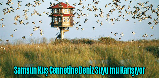 Samsun Kuş Cennetine Deniz Suyu mu Karışıyor