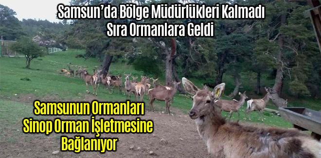 Samsunun Ormanları Sinop Orman İşletmesine Bağlanıyor