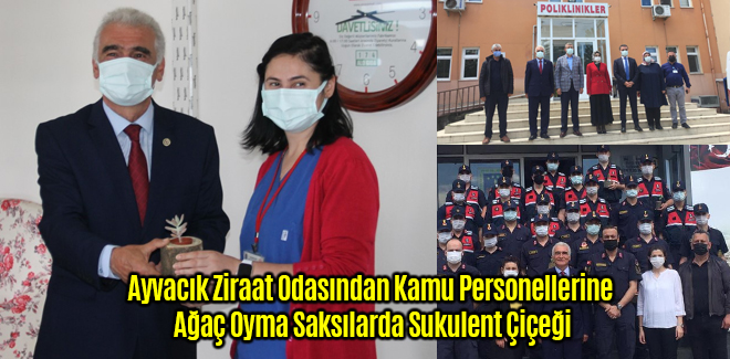 Ayvacık Ziraat Odasından Kamu Personellerine Ağaç Oyma Saksılarda Sukulent Çiçeği