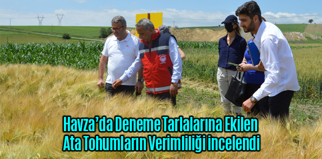 Deneme Tarlalarındaki Ata Tohumların Verimliliği incelendi