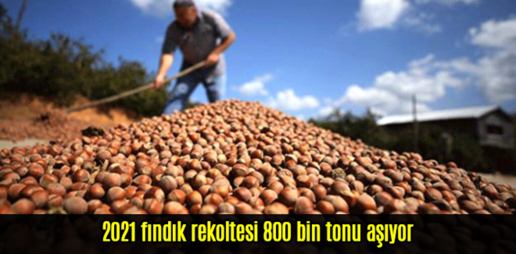 2021 fındık rekoltesi 800 bin tonu aşıyor