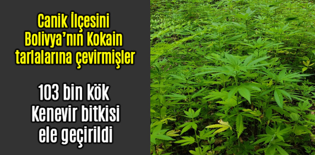 Canik'te 103 bin kök Kenevir ele geçirildi