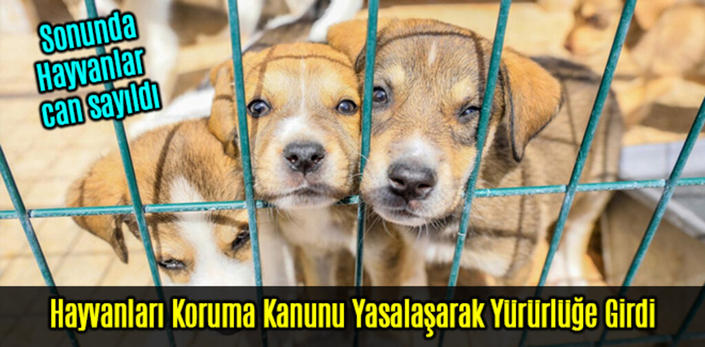 Hayvanları Koruma Kanunu Yasalaşarak Yürürlüğe Girdi
