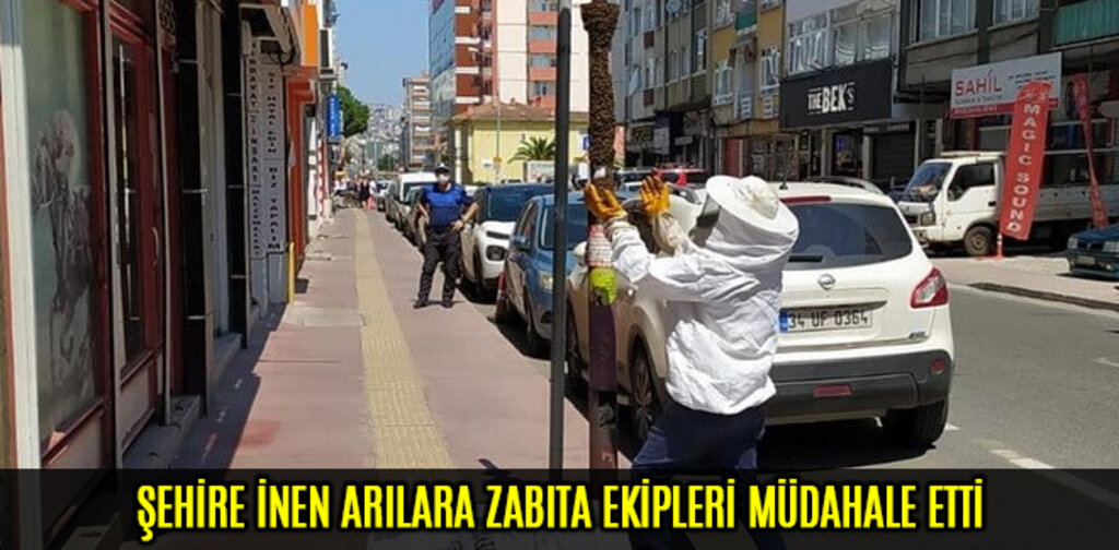 ŞEHİRE İNEN ARILARA ZABITA EKİPLERİ MÜDAHALE ETTİ
