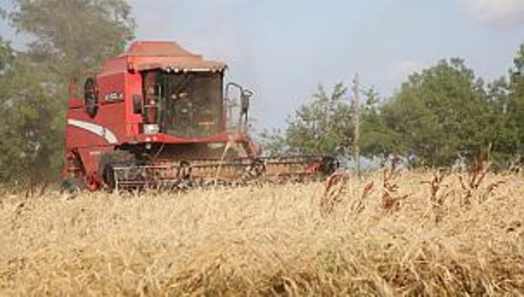 Karakılçık ata tohumu üretimi 1 yılda 10 kat arttı