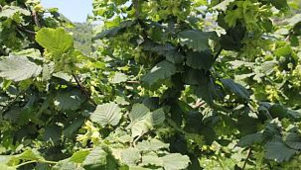 AB Türk fındığına uygulanan Aflatoksin uygulamasına son verdi