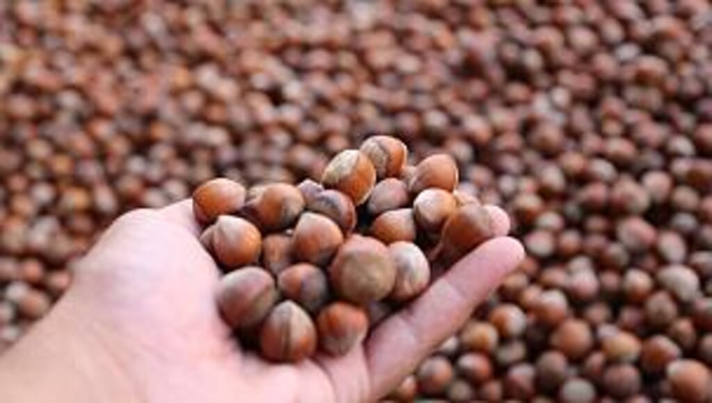 Fındık Destekleme Ödemeleri Başladı Kim Ne Zaman Ödeme Alabilecek