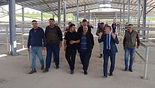 Havza Kapalı Canlı Hayvan Pazarı bayram sonu açılıyor