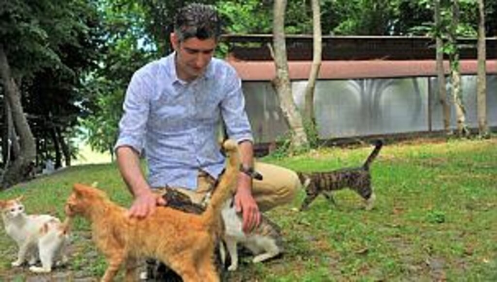 Samsun'da Kedi Obası Kuruldu