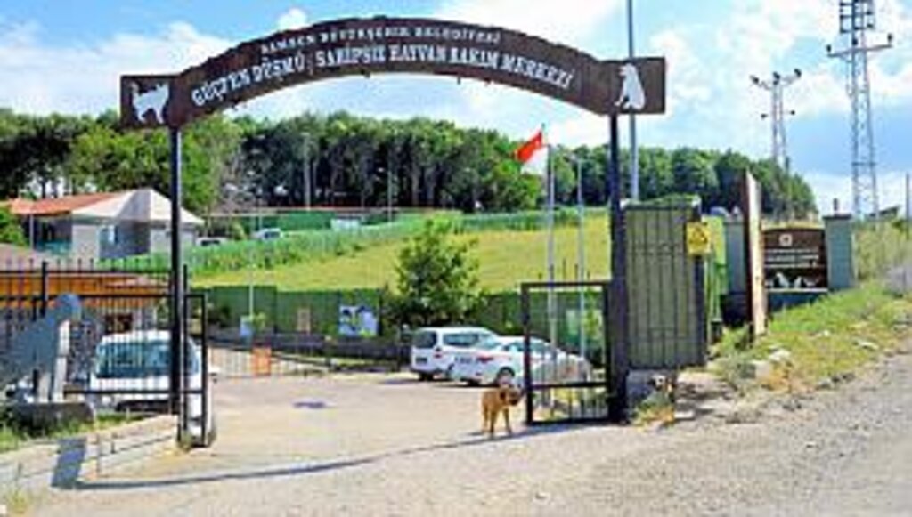 Büyükşehirden sokak hayvanlarına alttan ısıtmalı bakım merkezi