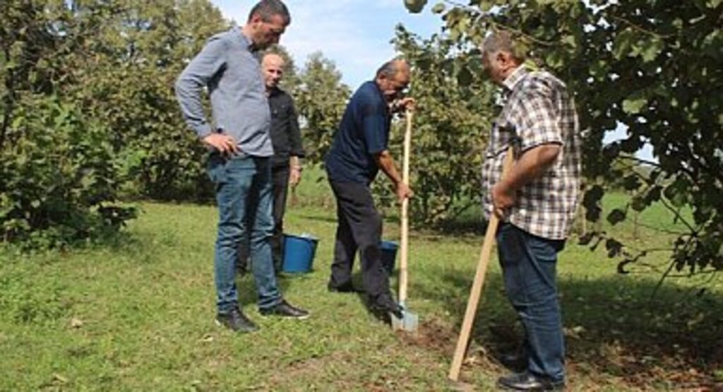 Tekkeköy'de fındığa alternatif ürünler için harekete geçildi