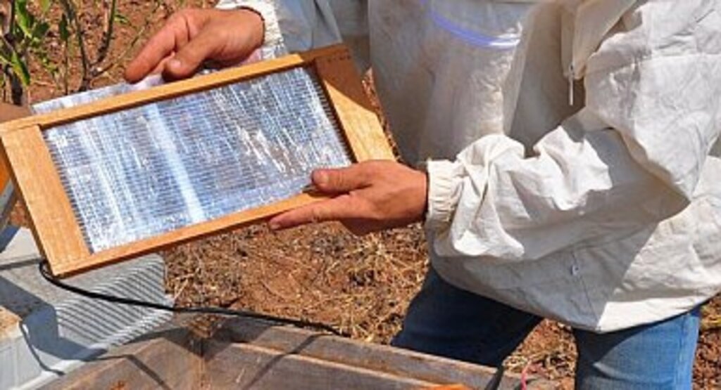 SAMSUN'DA ARI ZEHİRİ ÜRETİLECEK