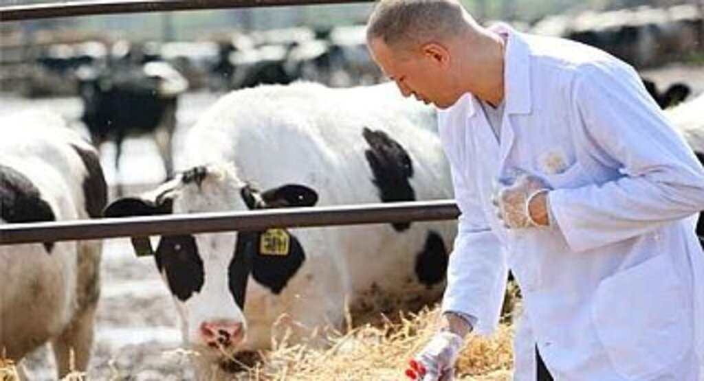 Türkiye'de Şap Alarmı Hayvan Pazarları Kapatıldı Canlı Hayvan Nakli Yasaklandı