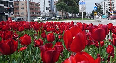 Samsun Lale devrine Döndü