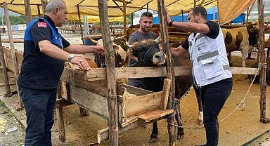 Canik Hayvan Pazarında Kurbanlık Satışları Başladı