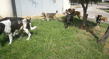 Sürü Halinde Dolaşan Köpekler Samsunluların Kabusu Oldu