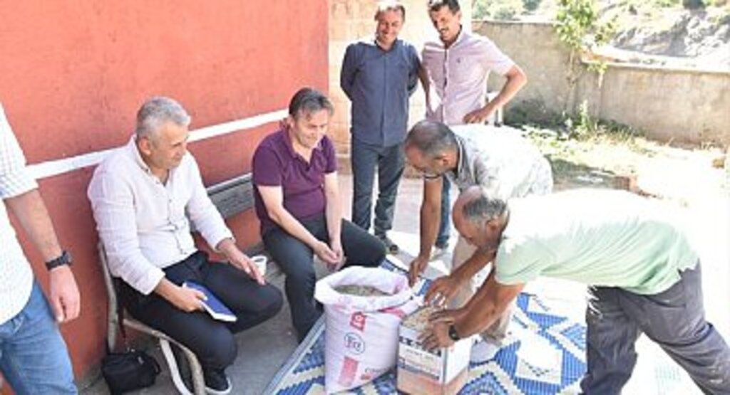 Ata Tohumu Siyez Buğdayının İlk Hasadı Yakakent'te Yapıldı