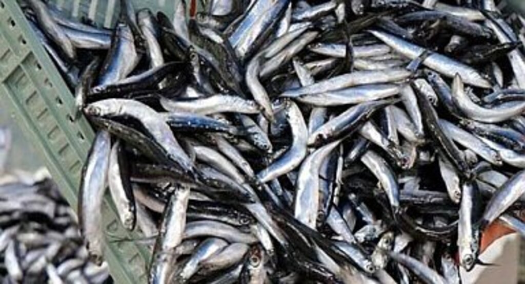 Samsunlu Balıkçılar Hamsi ve Çinekop Bolluğu Bekliyor